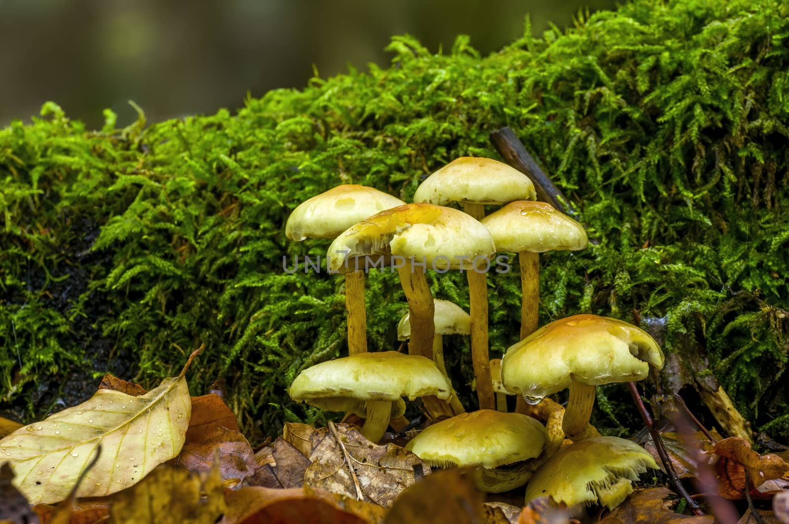 tasty fungus in a multi colored autumn forest