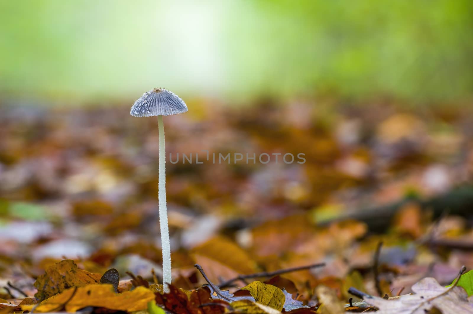tasty fungus in a multi colored autumn forest