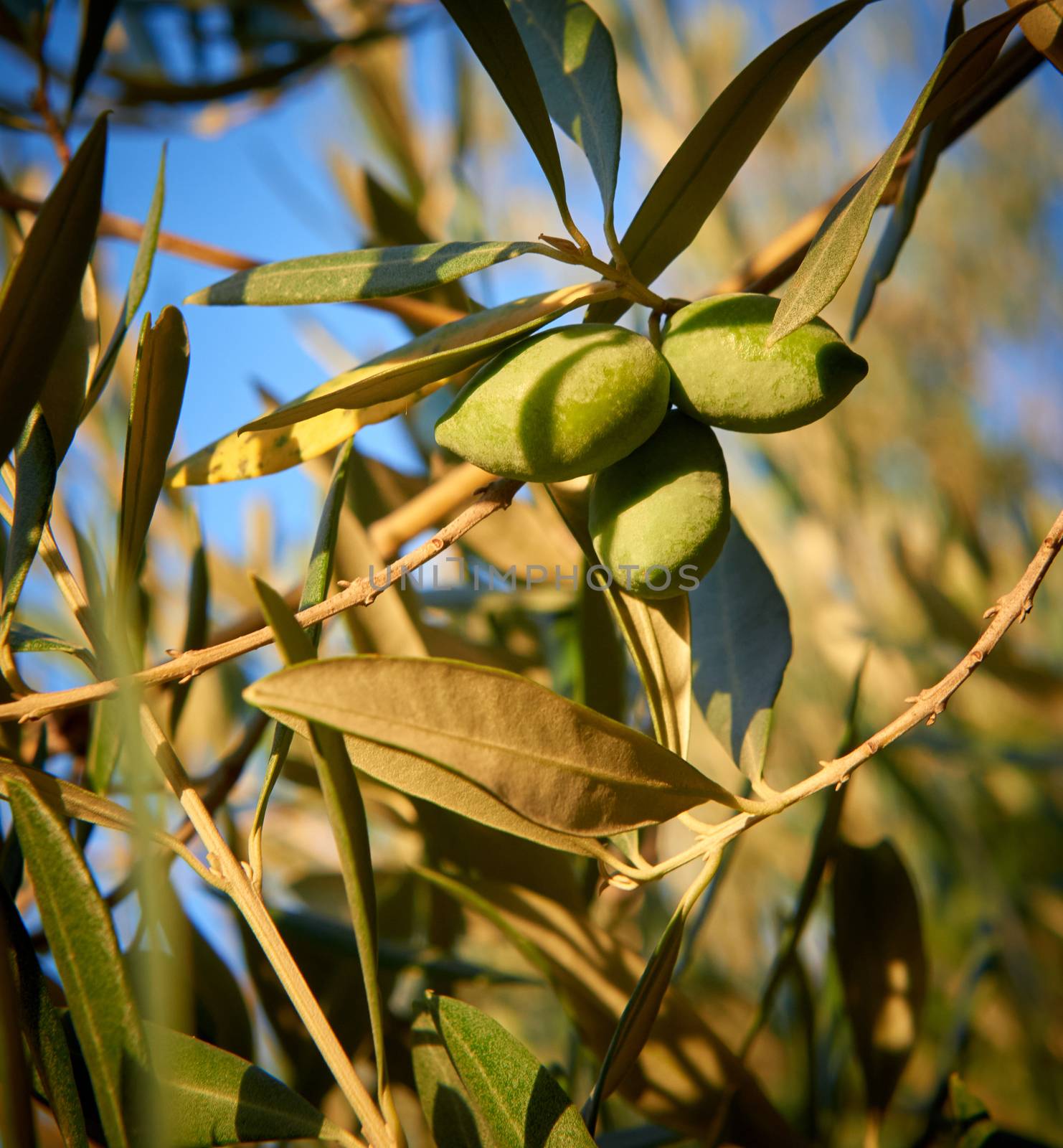 Unas aceitunas verdes listas para ser cosechadas