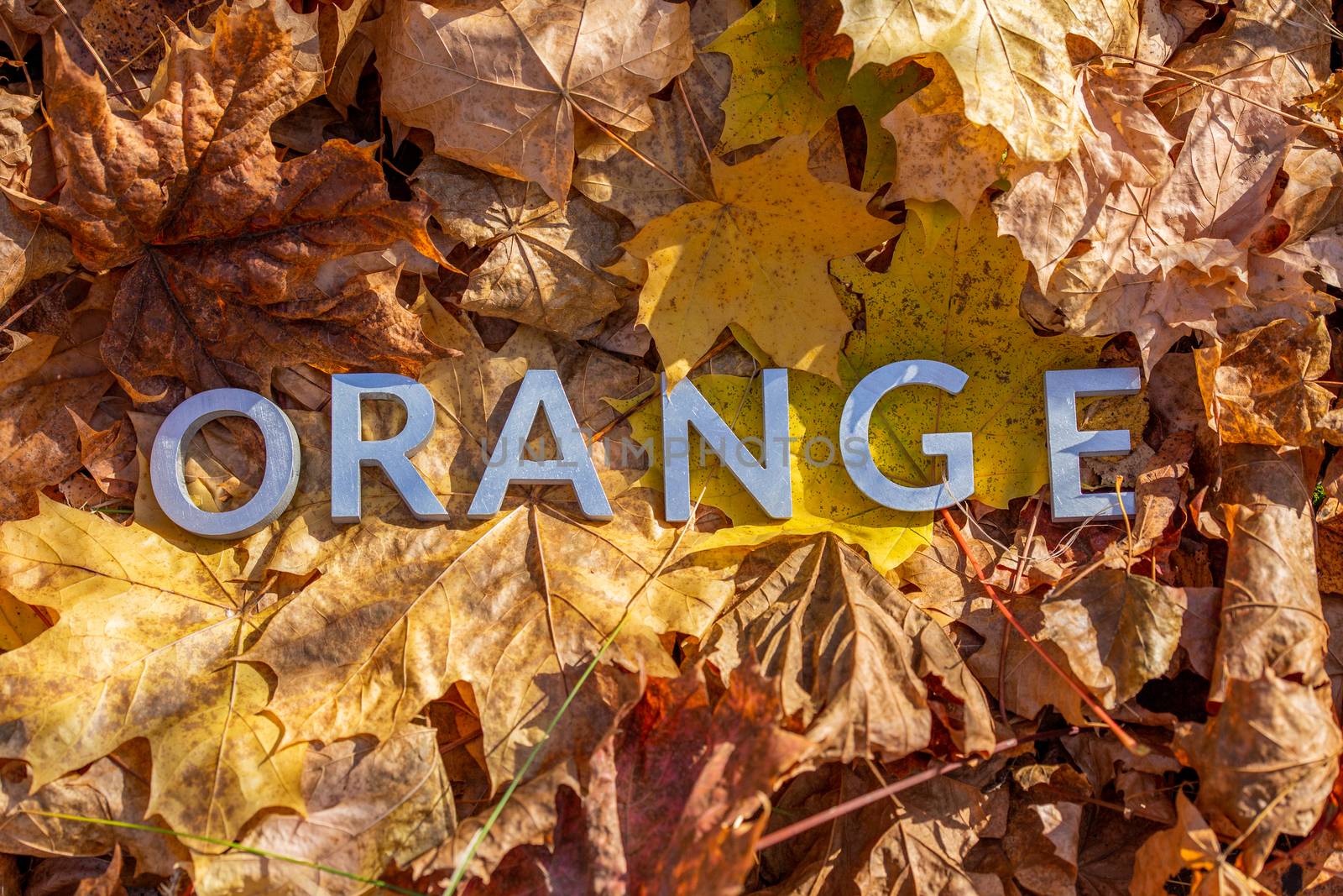 the word orange laid with metal letters over autumn fallen leaves - closeup with selective focus.