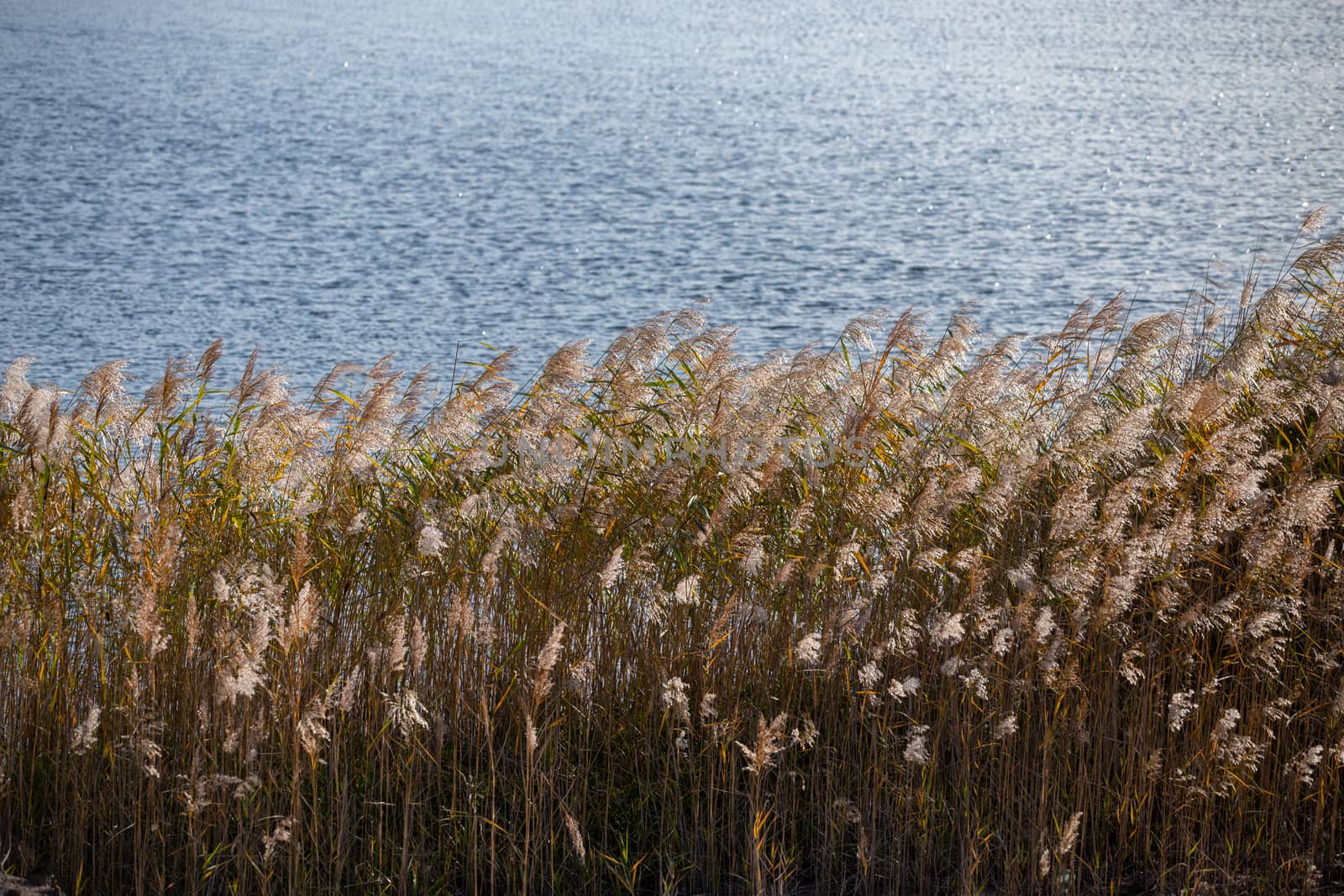 Phragmites australis, common reed - dense thickets in the daylight, lake water surface in the background. Backlit. Minimalistic horizontal composition.