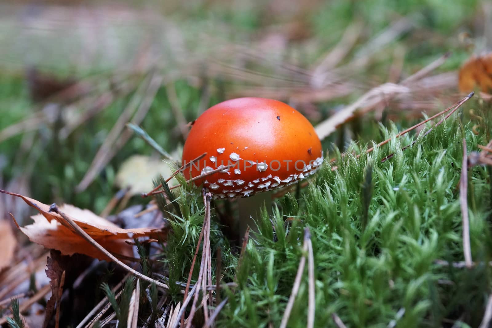 fly agaric on green moss in autumn forest, close-up