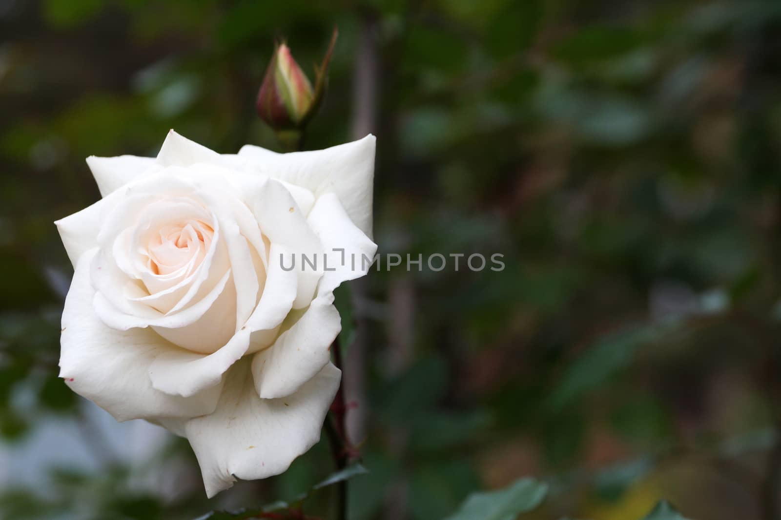 white rose flower in bud close-up on nature background, bokeh.