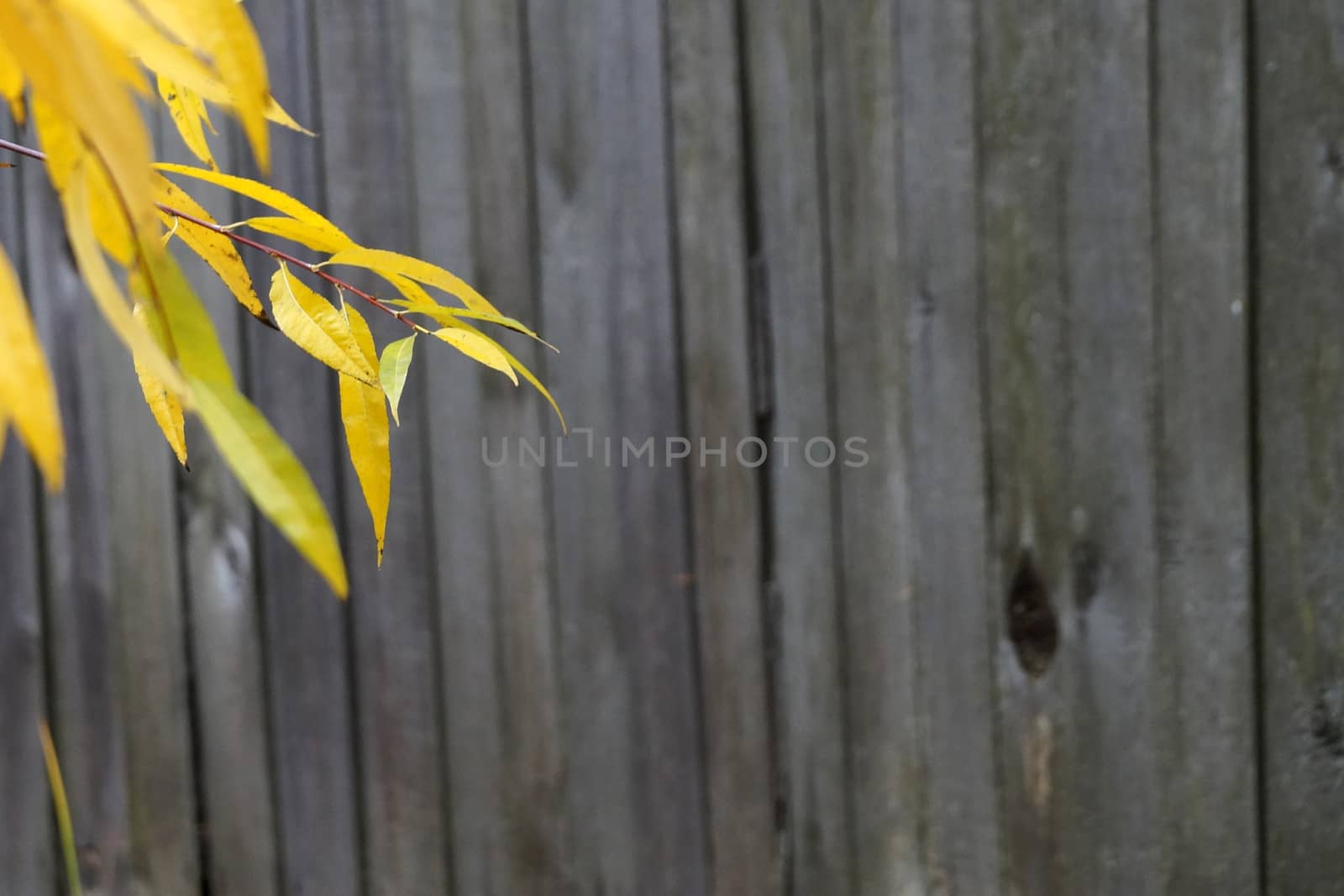 branches with yellow autumn leaves on the background of an old wooden fence, copy space.