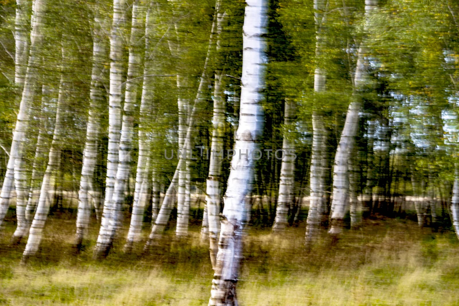 Birch Tree Forest by Fr@nk