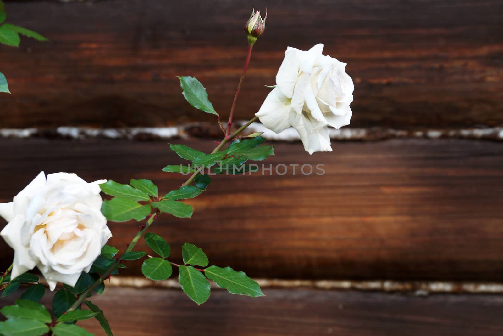 white roses on the background of a dark wooden frame, copy space by Annado