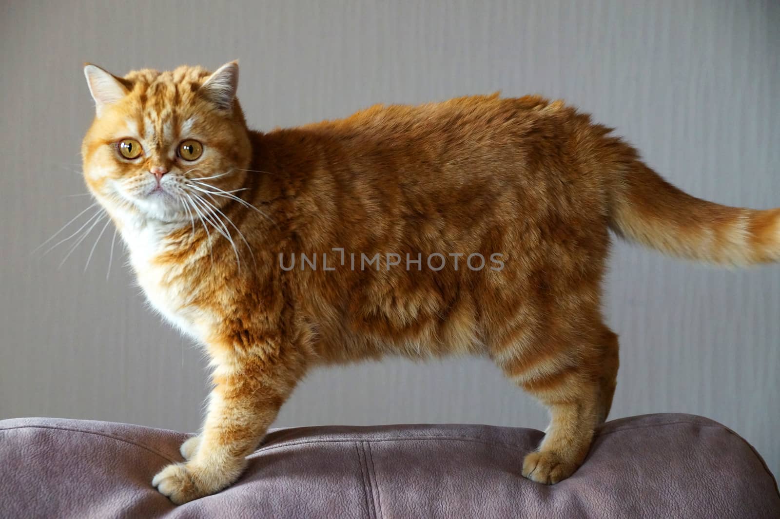 ginger Scottish cat on the back of the sofa