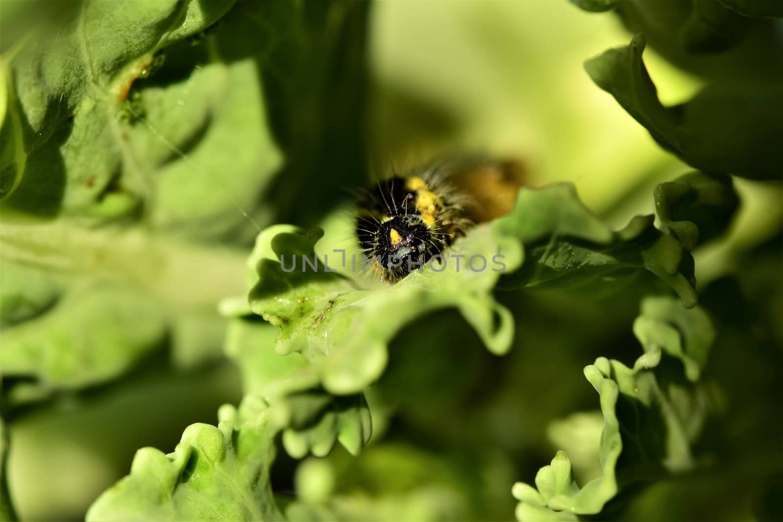 Close-up of one yellow and black cabbage caterpillars on an eaten cabbage leaf