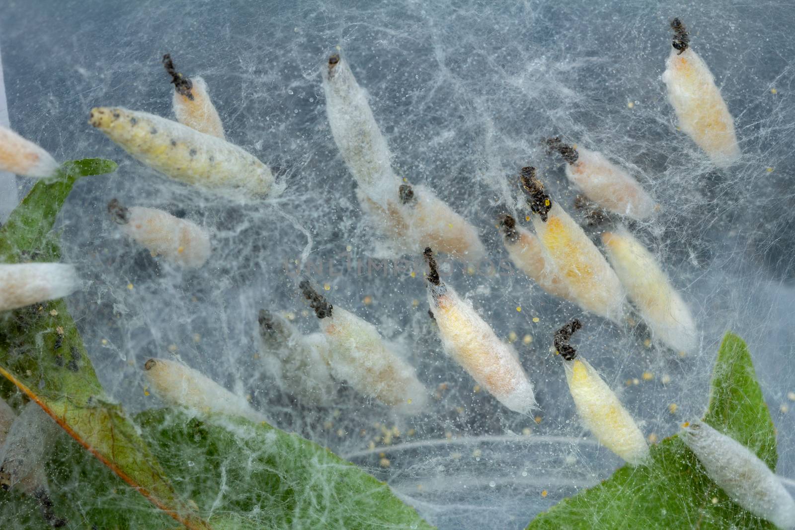 Ermine moth caterpillars in the cocoon stage of their life cycle by magicbones