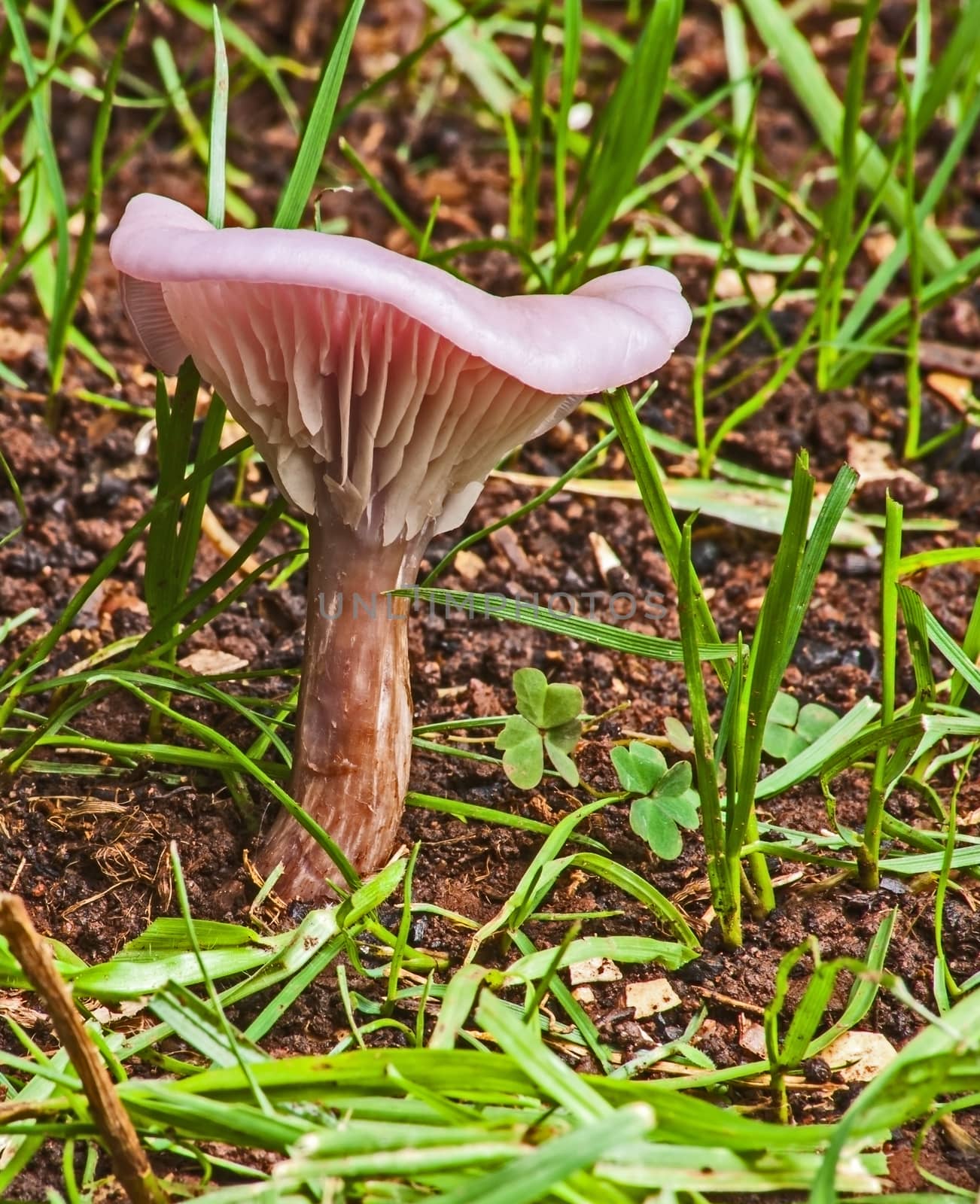 Wild pink mushroom in new growth of grass after good rain.