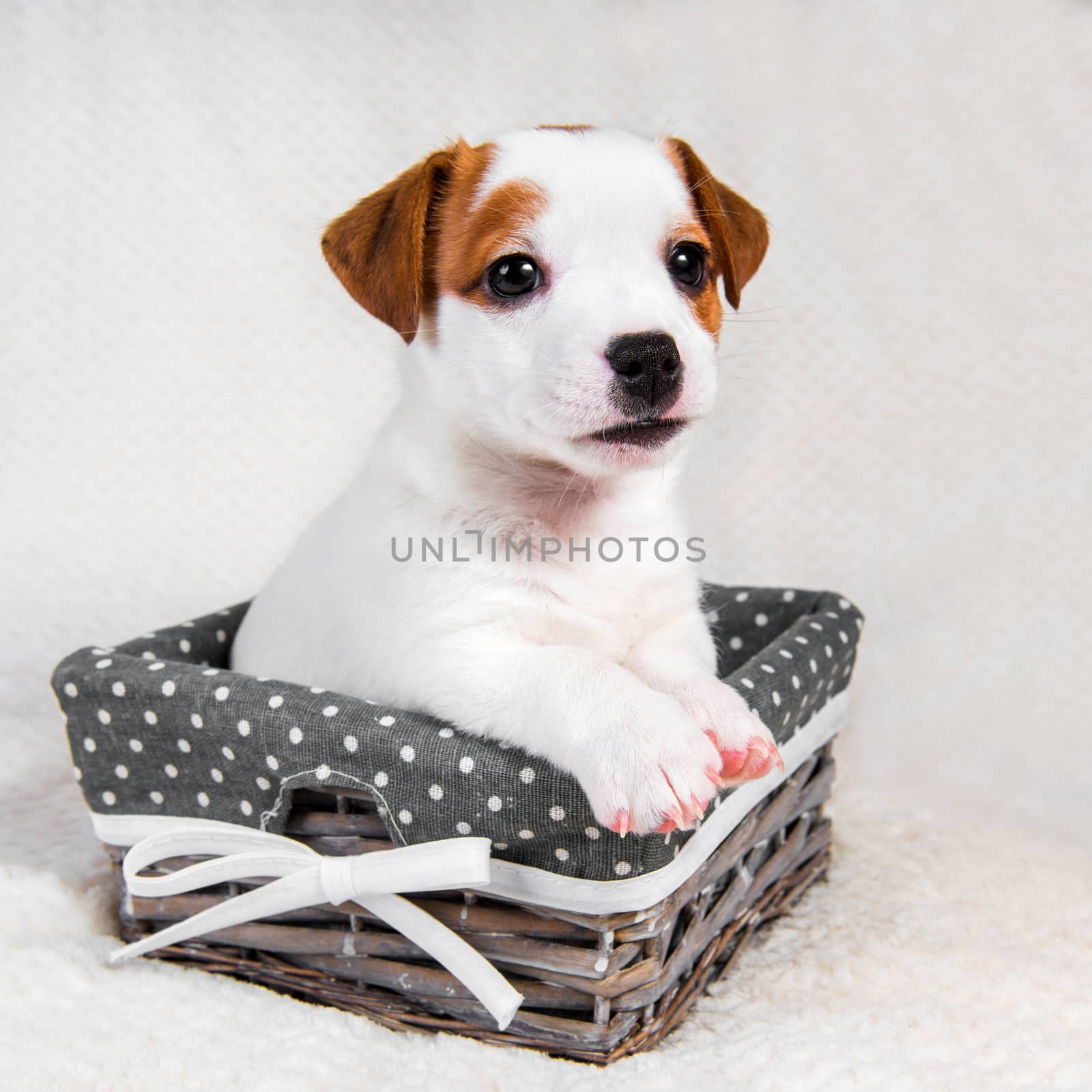 Jack Russell Terrier dog puppy in the basket .