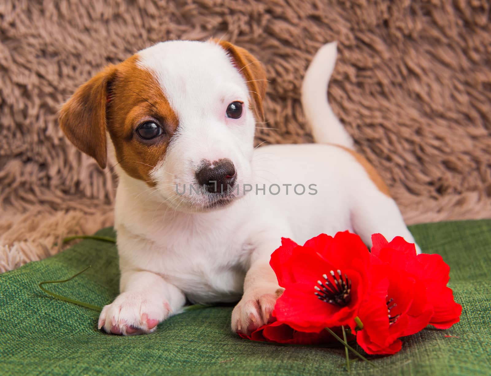 Jack Russell Terrier dog puppy and flowers by infinityyy