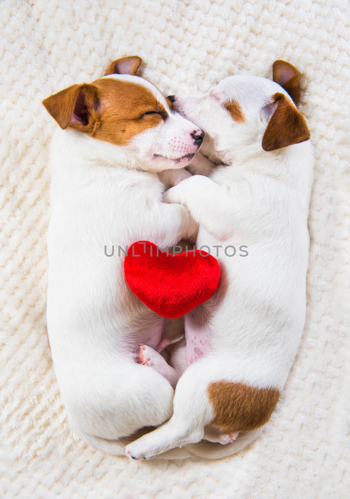 Couple of two funny in love Jack Russell Terrier puppies dogs are lying close together. Card on Valentine's Day.