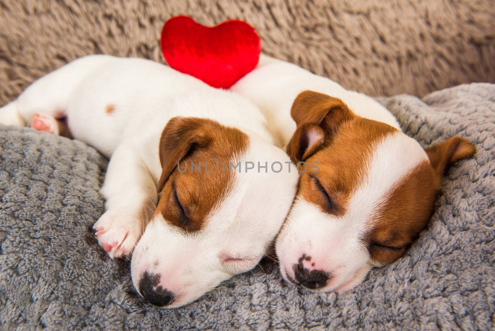 Couple of two funny in love Jack Russell Terrier puppies dogs are lying close together. Card on Valentine's Day.