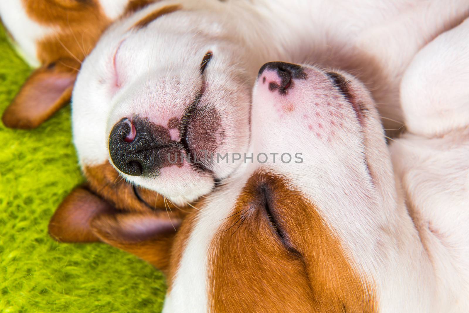 Couple of two funny in love Jack Russell Terrier puppies dogs are lying close together. Card on Valentine's Day.