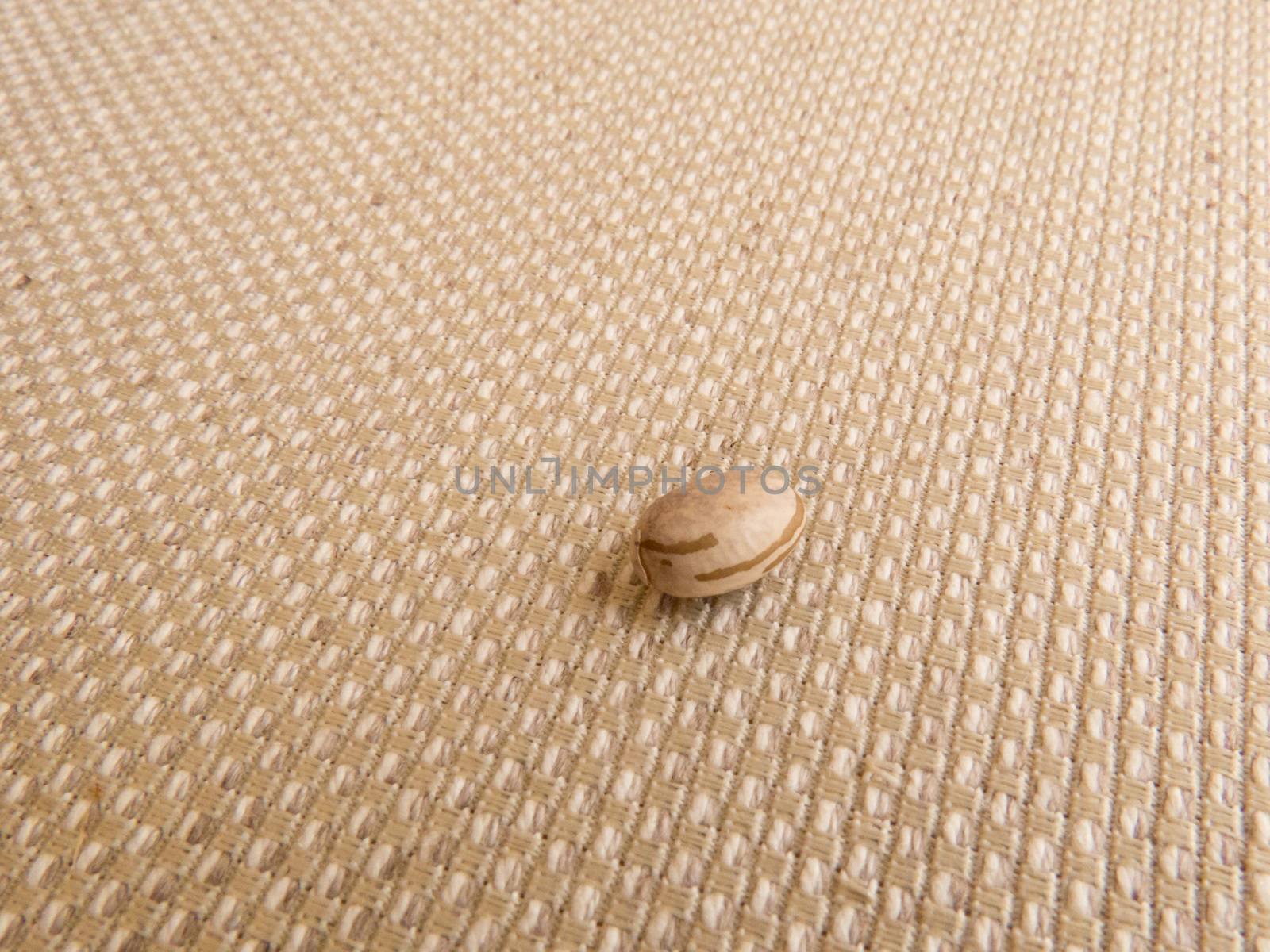 A grain of carioca beans isolated on light colored raw fabric.