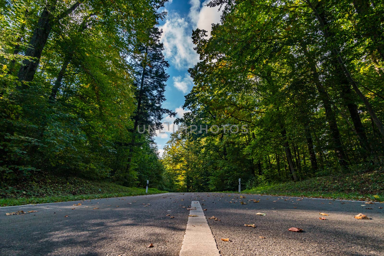 Empty road in the autumn forest with leaves in Upper Swabia Germany