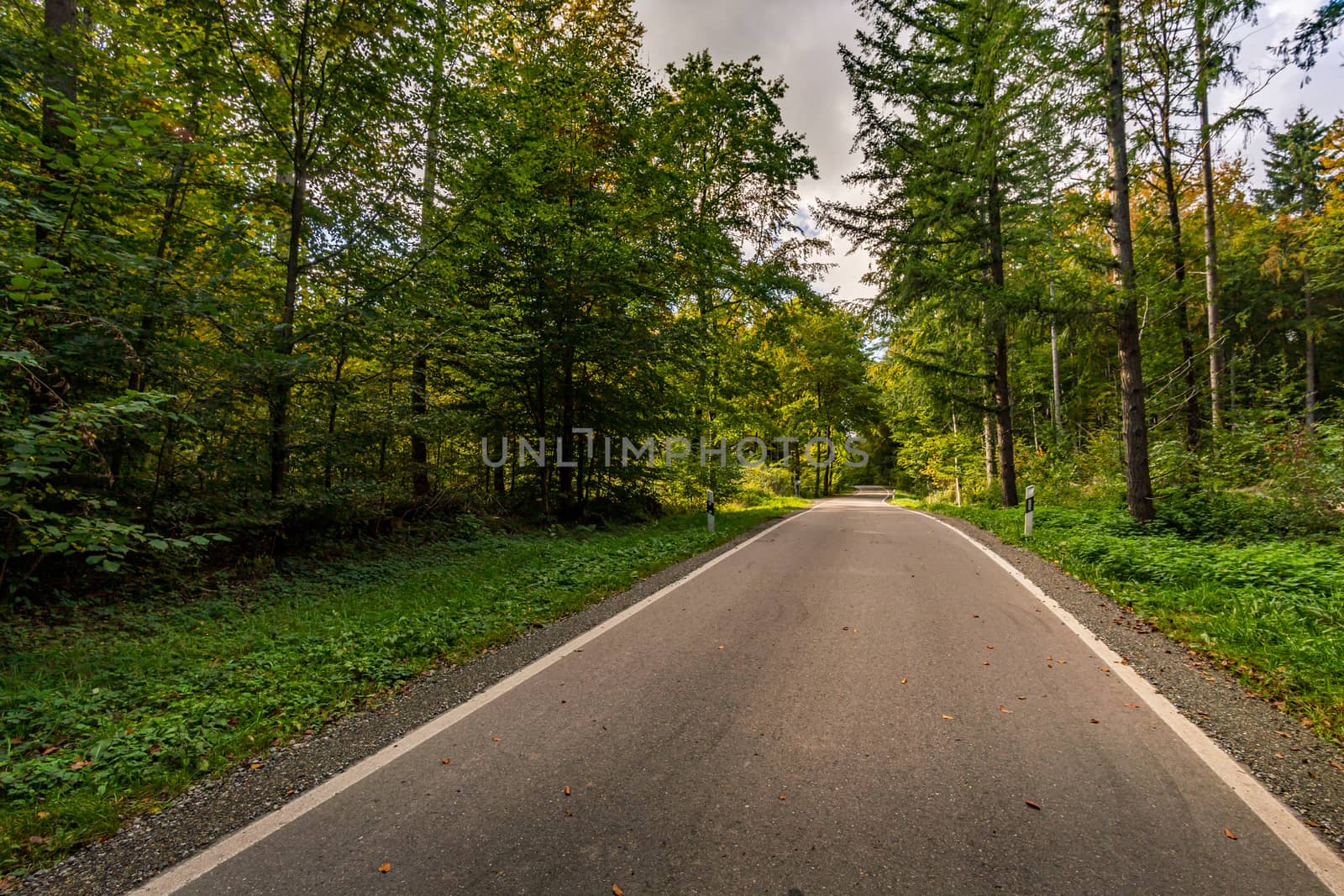 Empty road in the autumn forest with leaves in Upper Swabia Germany