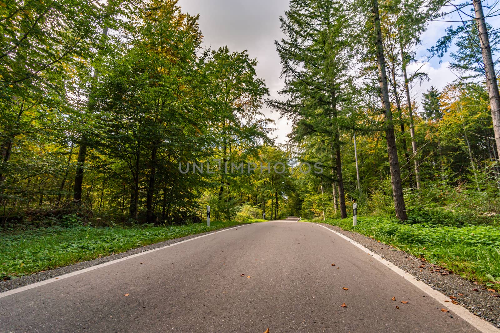 Empty road in the autumn forest with leaves in Upper Swabia Germany