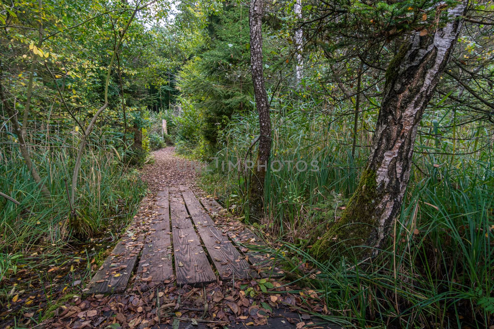 Fantastic hike in the Schrecksee nature reserve in Upper Swabia Germany