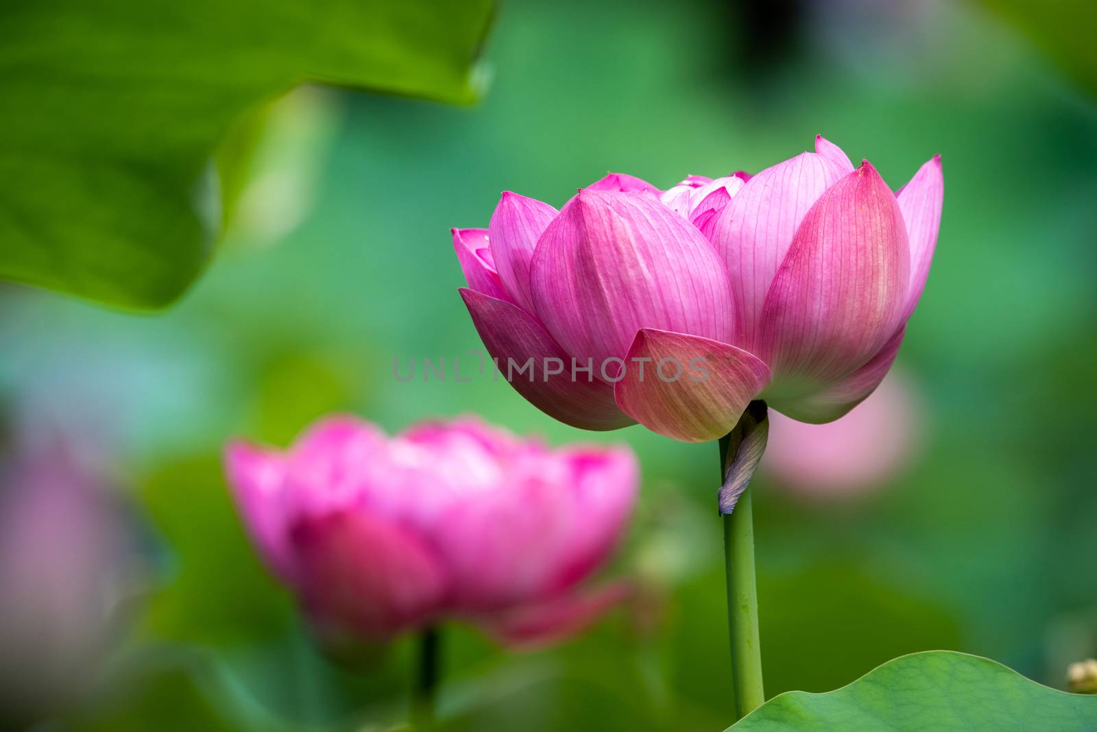Pink lotus water lily and green leaves by LP2Studio