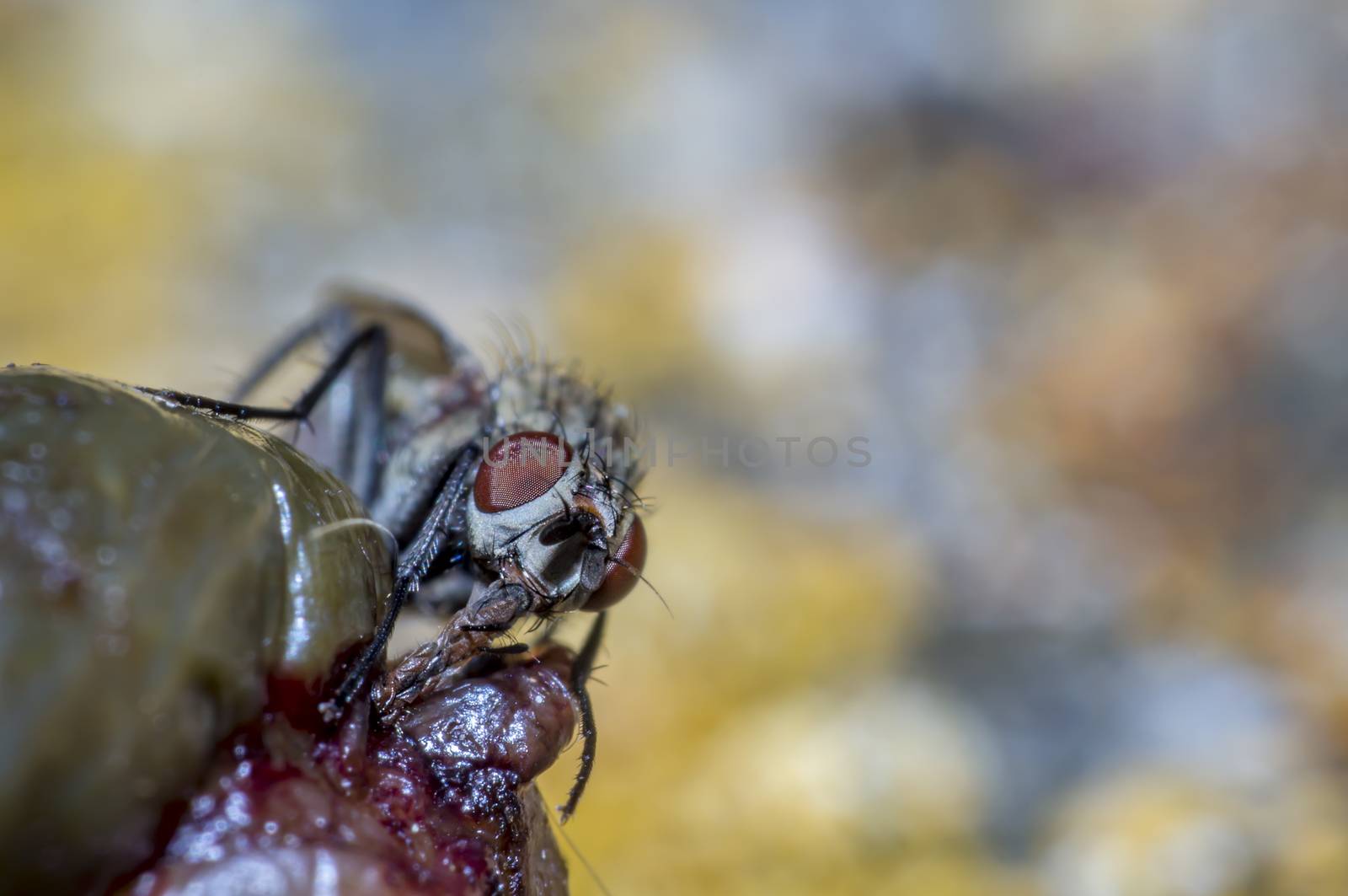 small macro fly in wild life nature