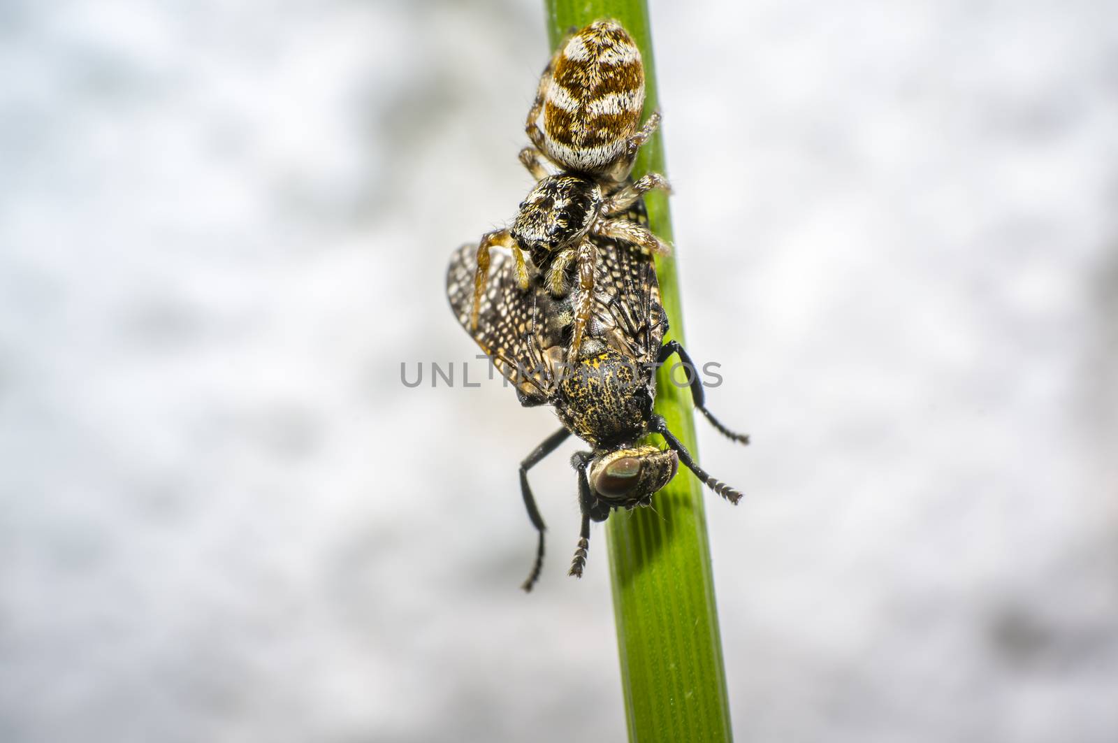 tiny zebra jumping spider with fly prey in perfect nature