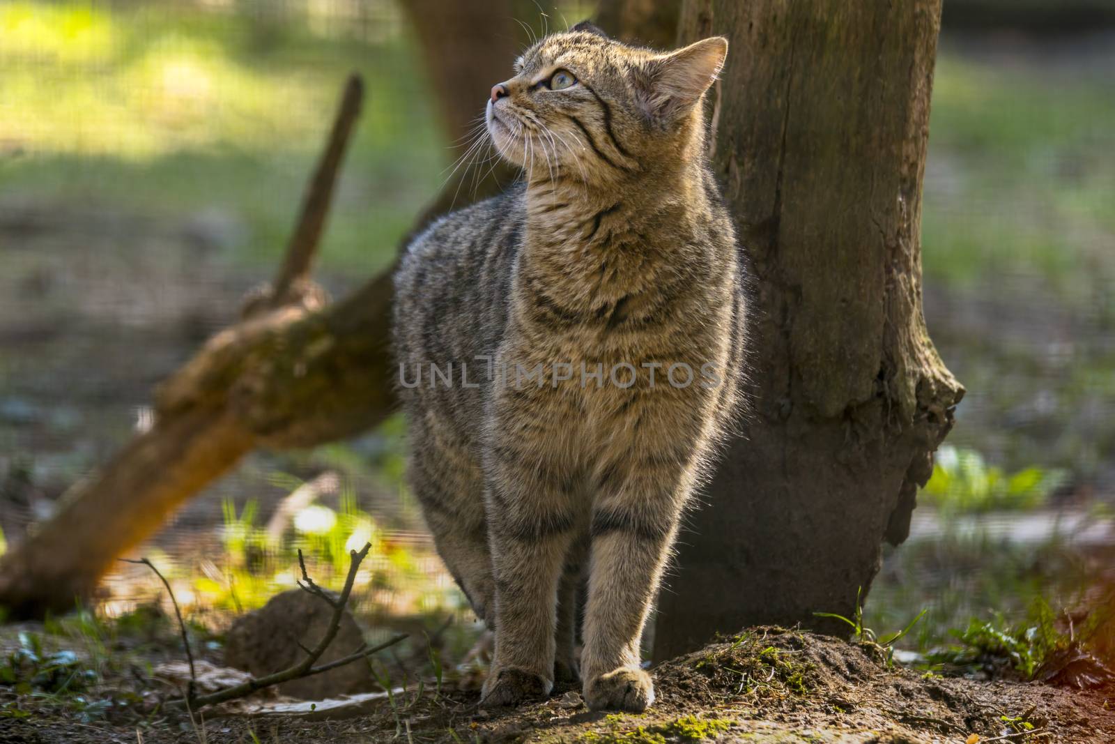 wild cat in the green season leaf forest