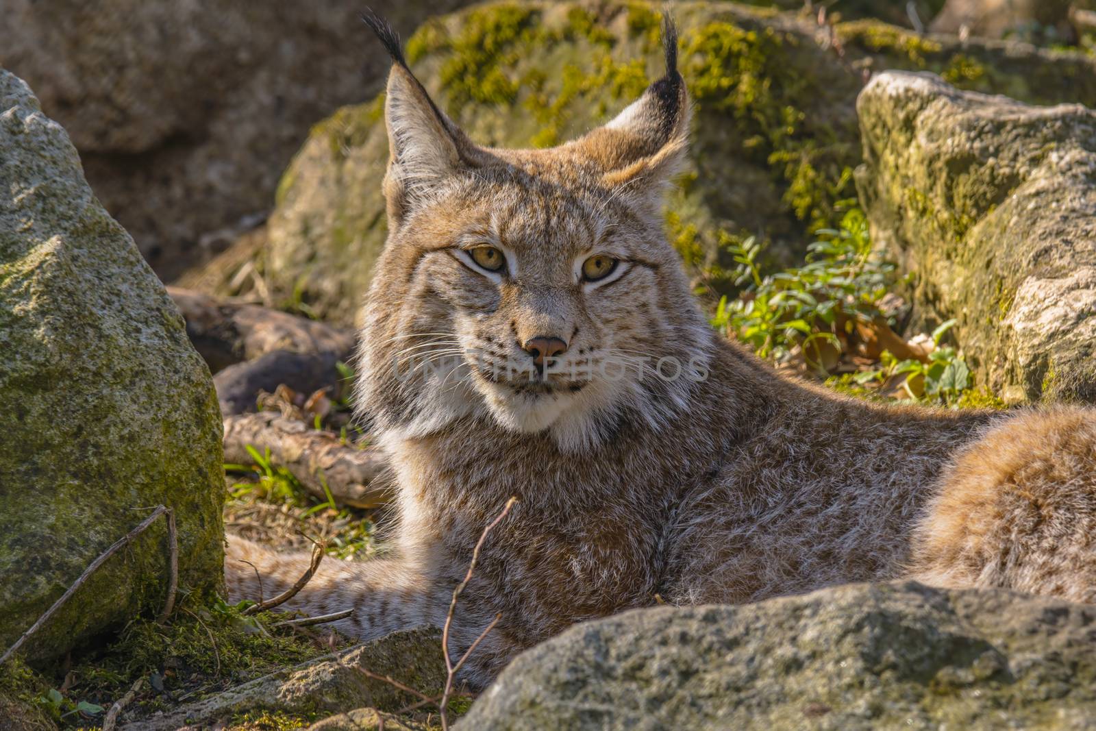 cute young lynx in the colorful wilderness forest