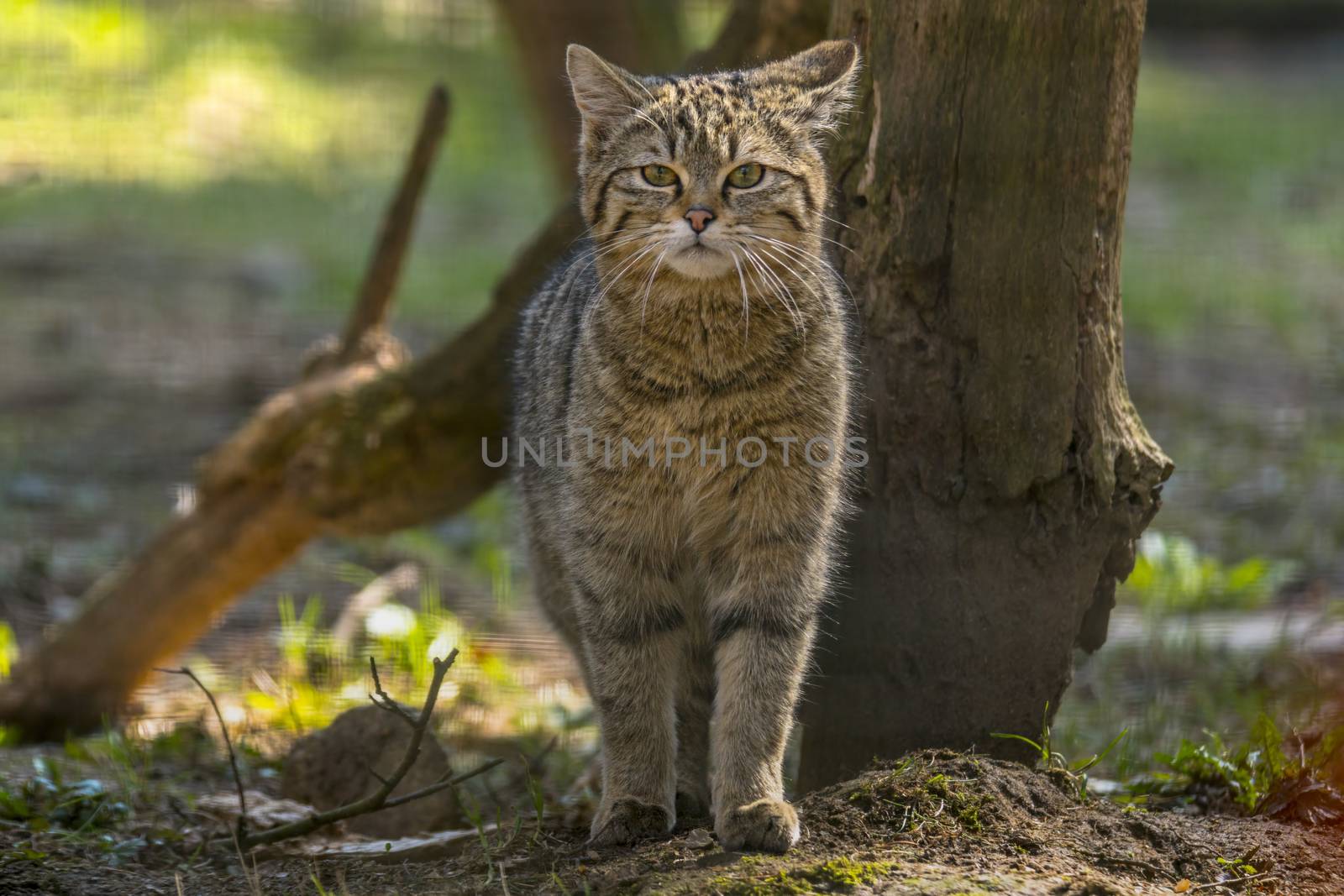 wild cat in the green season leaf forest