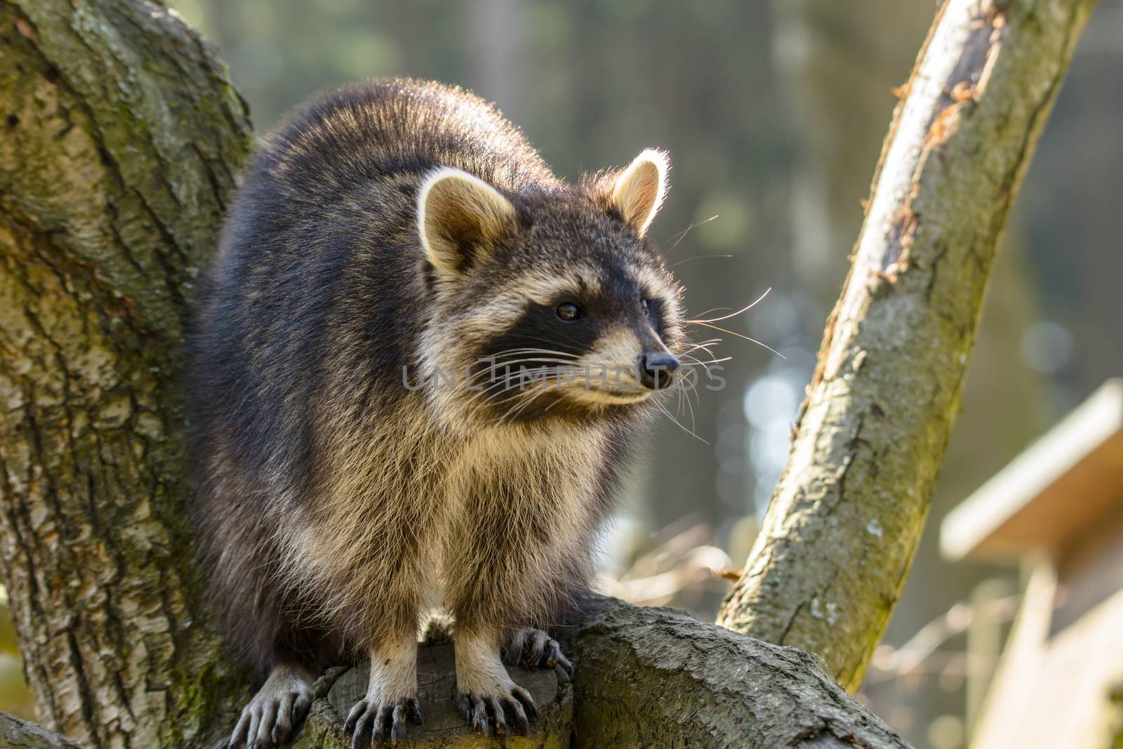 Young season raccoon plays hide in green leaves Forest