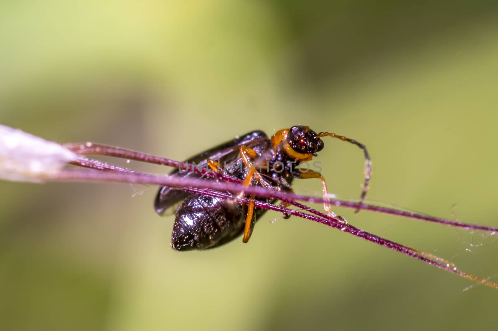 tiny brown beetle on green grass in fresh season nature