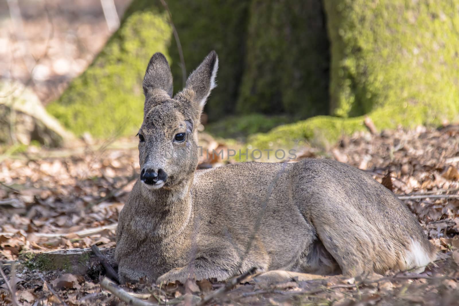 roe deer at field in the wild nature