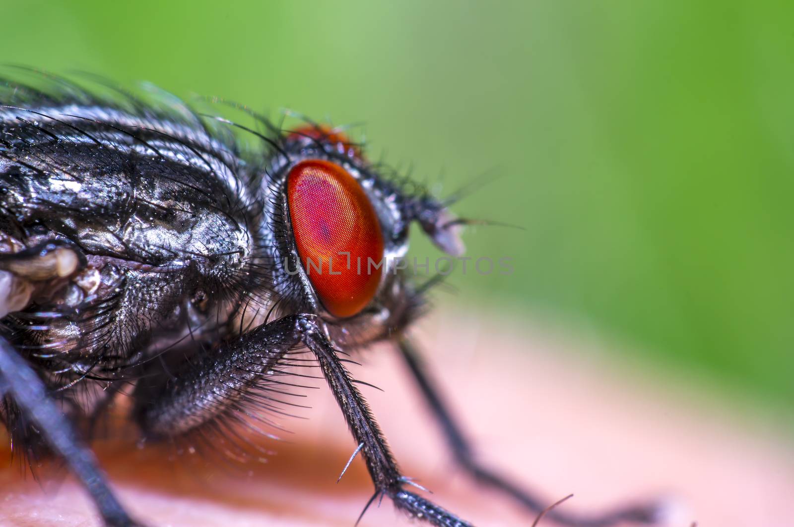 super macro meat fly at my skin