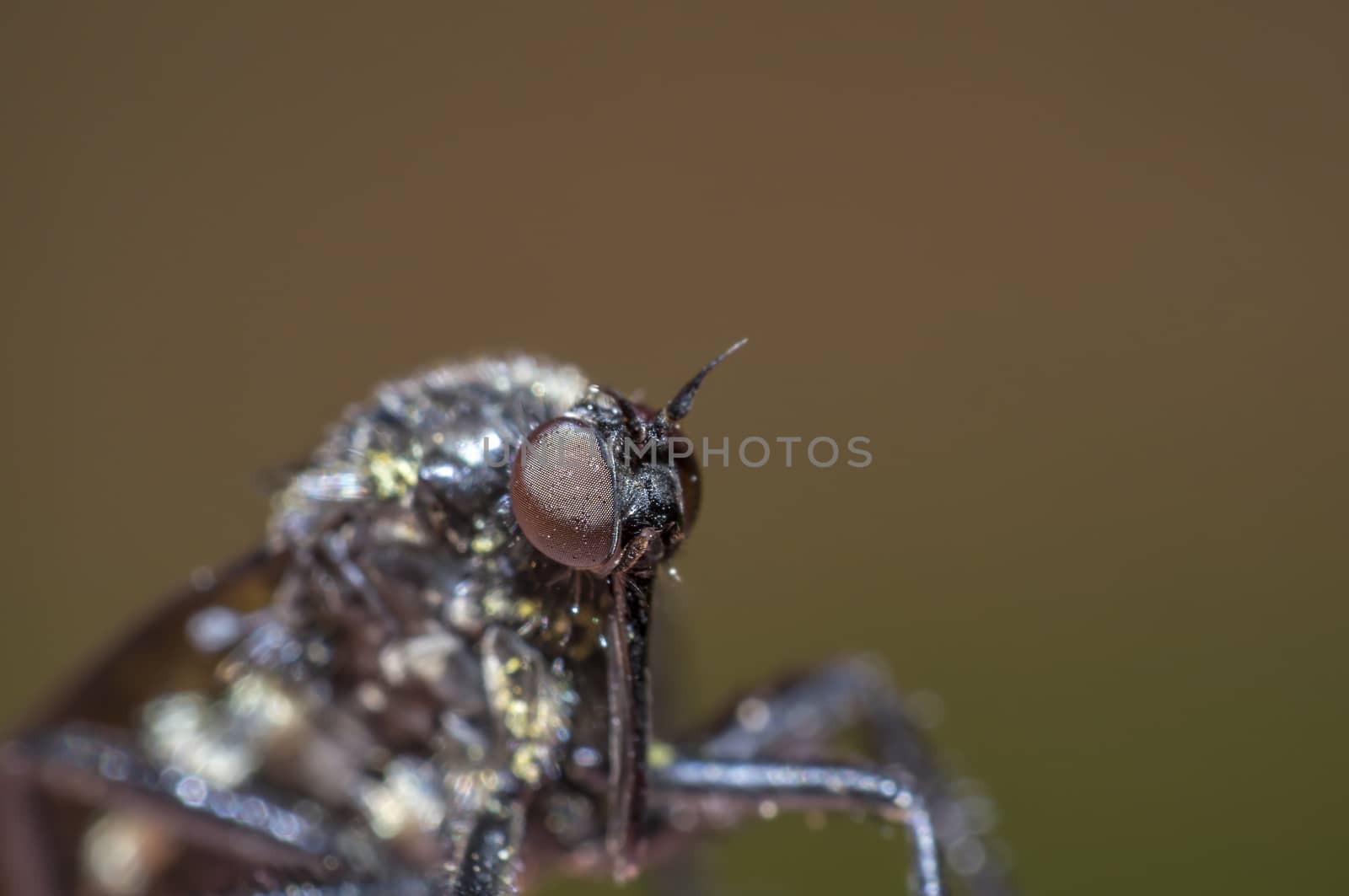 little fly at grass in the green nature season garden