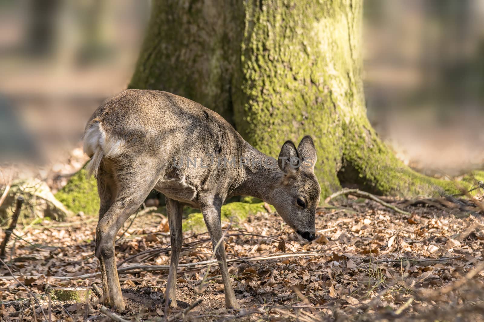 roe deer at field in the wild nature