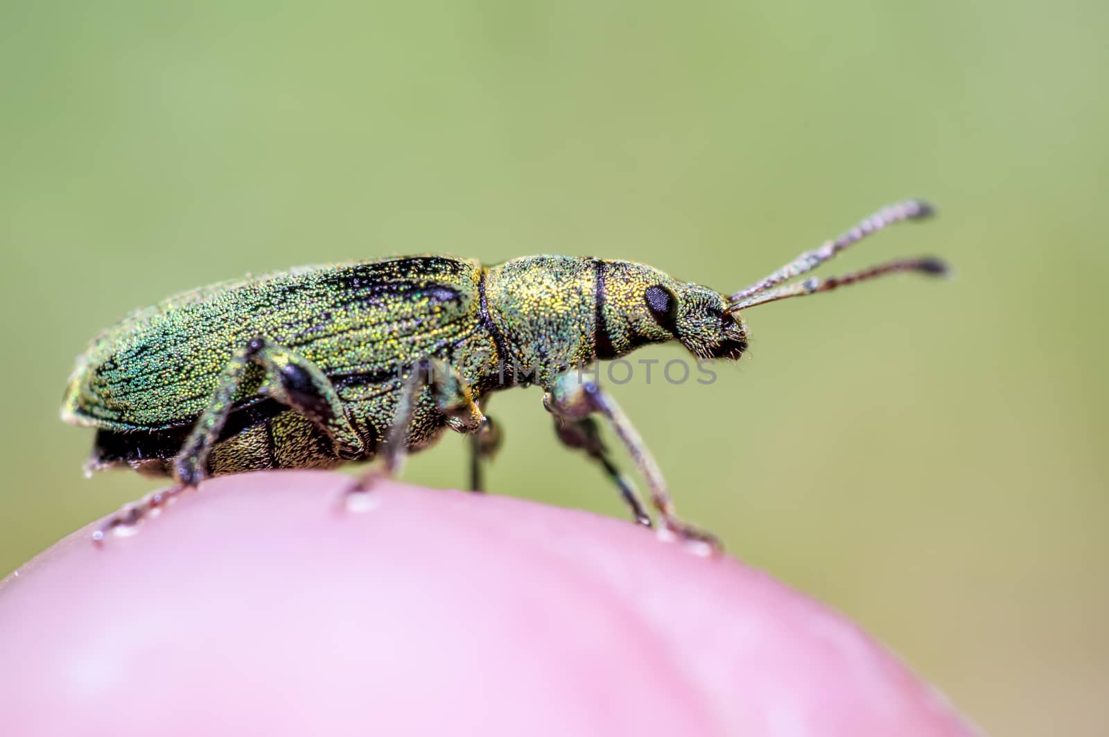 little beetle in the green nature season garden