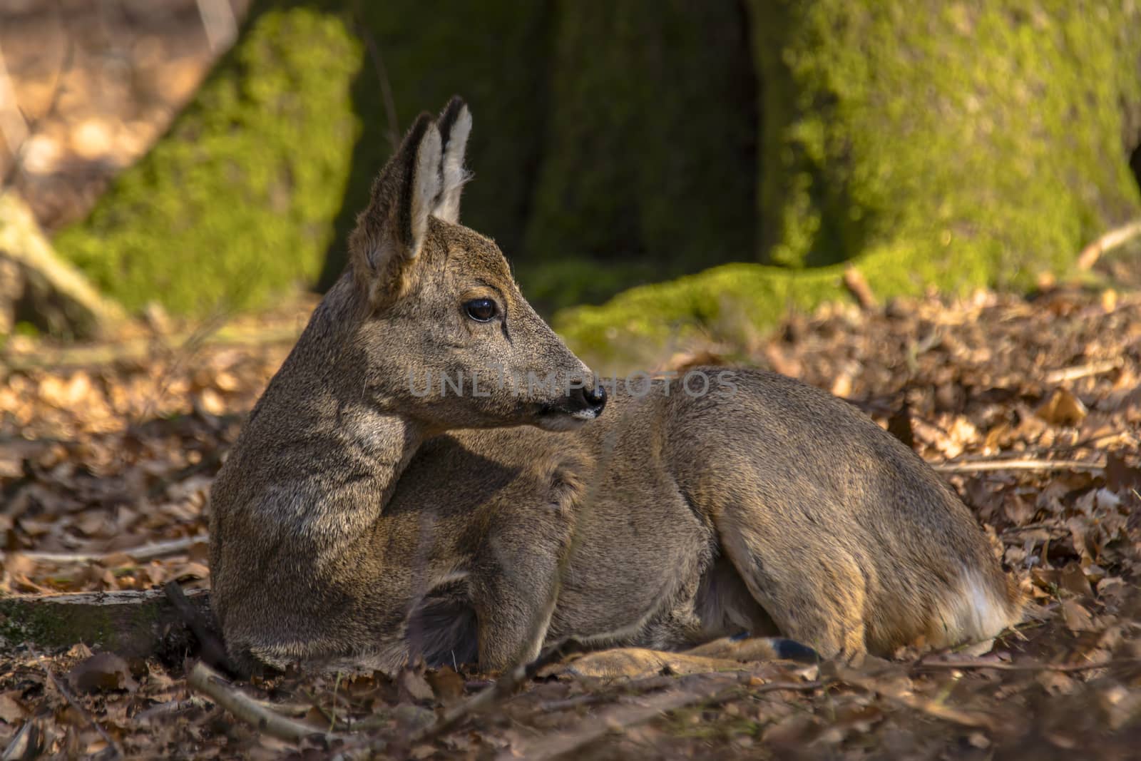 roe deer at field in the wild nature