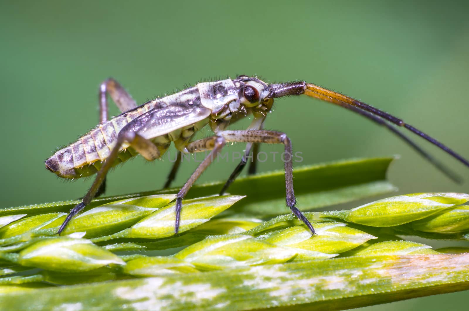 small beetle on green grass in fresh season nature