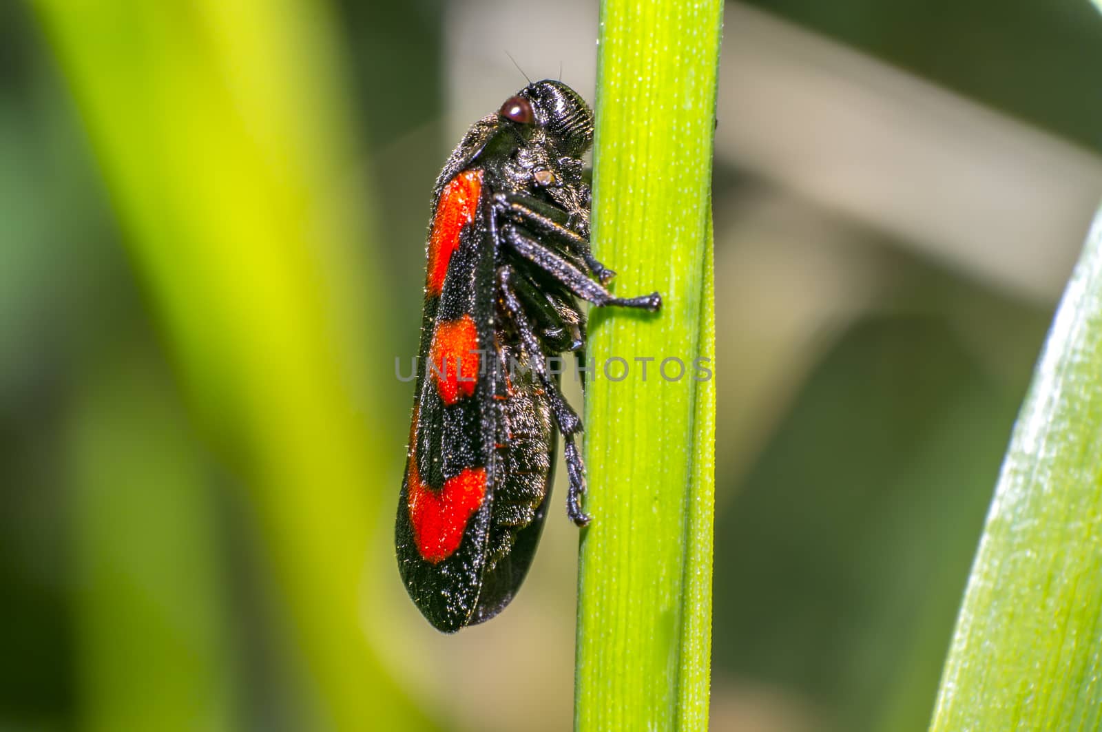 red black blood cicada beetle in nature season meadow