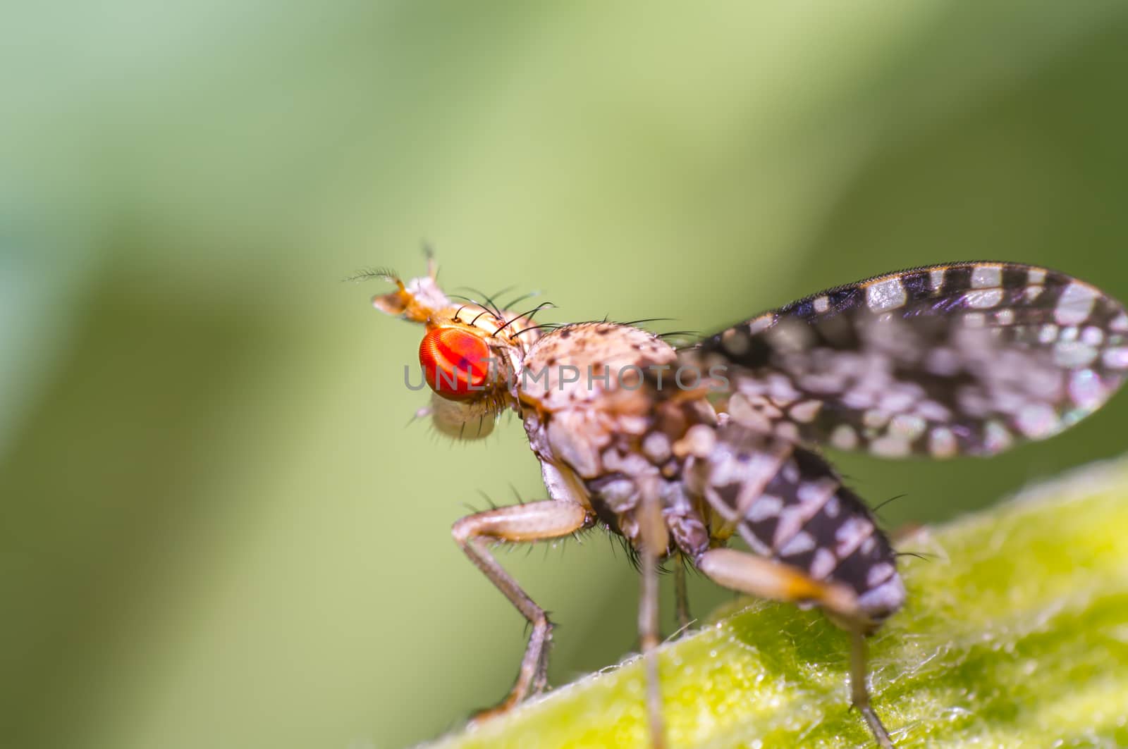 rar small fly on green grass in fresh season nature