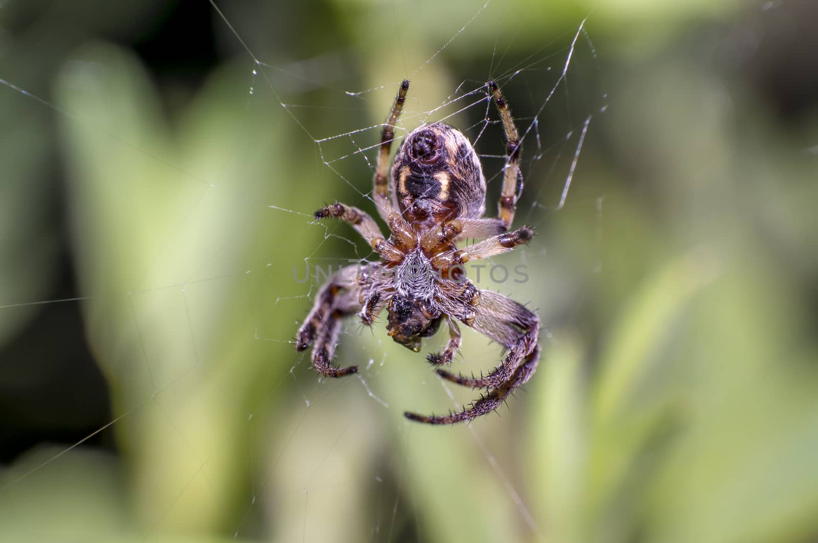 little spider in the green nature season garden