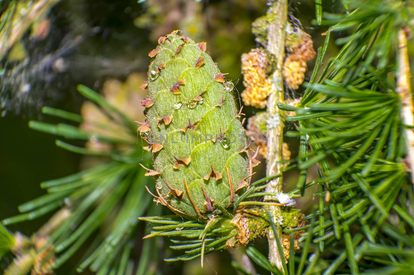 green larch cones in the fresh summer forest