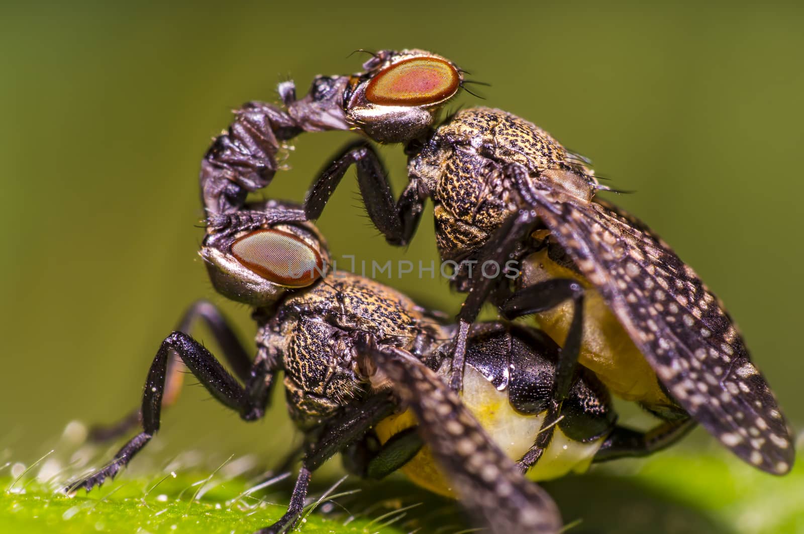 small gas mask fly kiss in mating on green leaf in fresh season nature