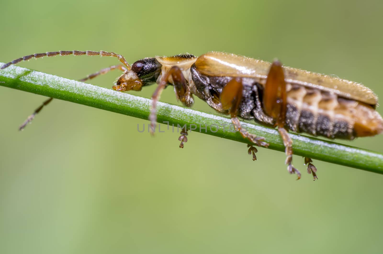 little beetle in the green nature season garden
