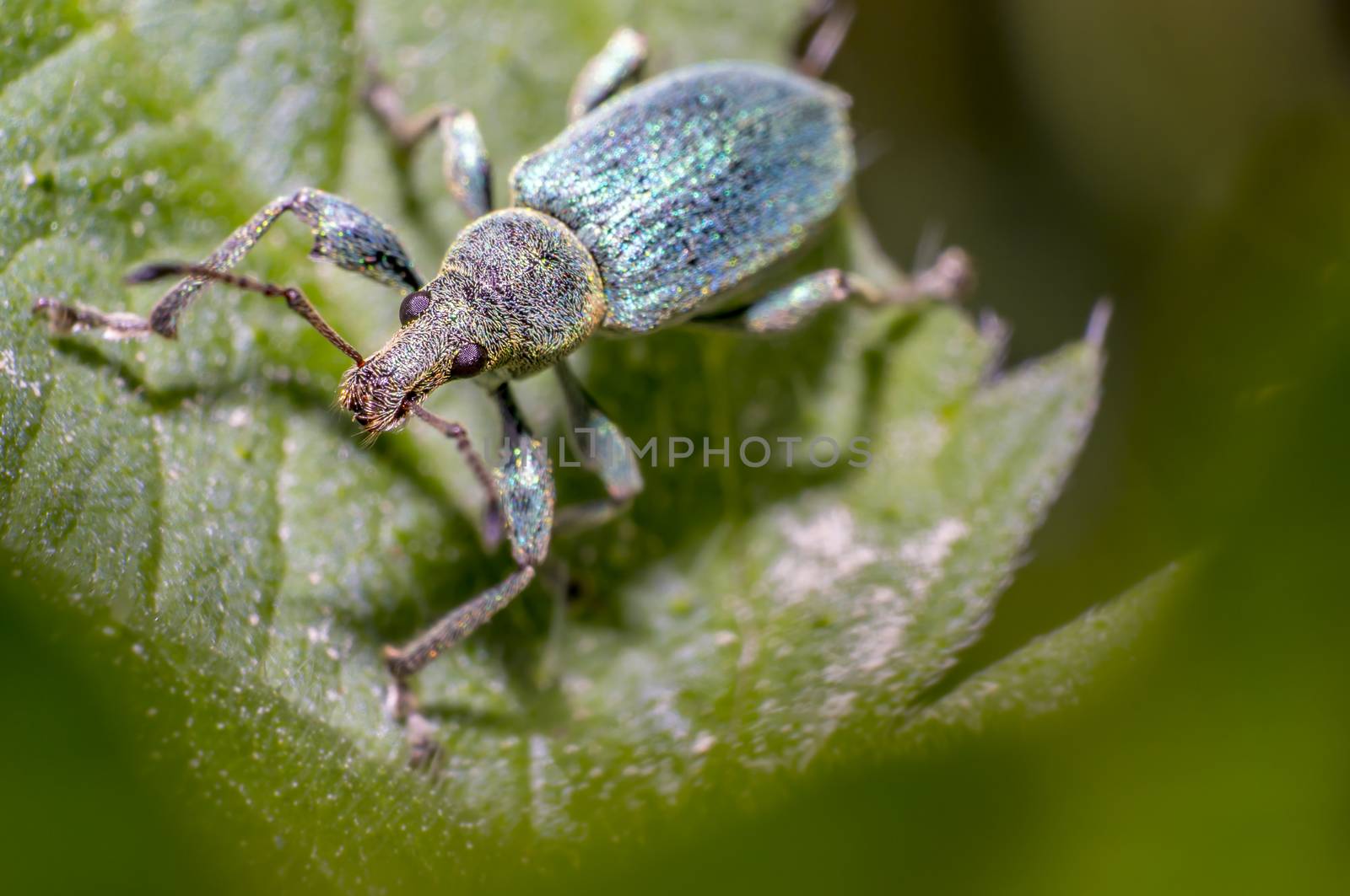 green golden beetle in nature season meadow