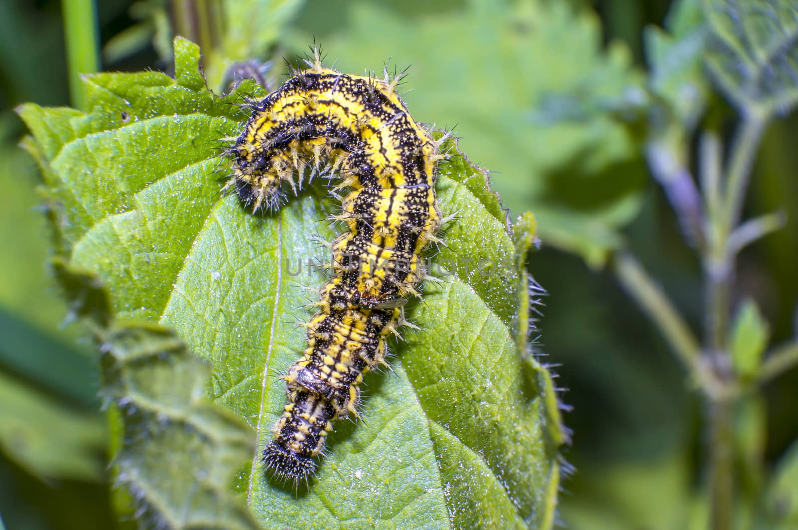 yellow black striped caterpillar at green season meadow