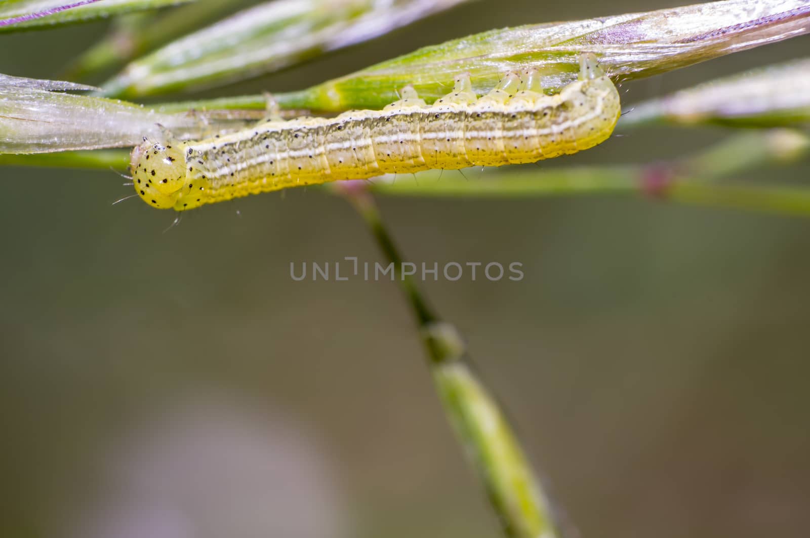 little caterpillar in the green nature season garden