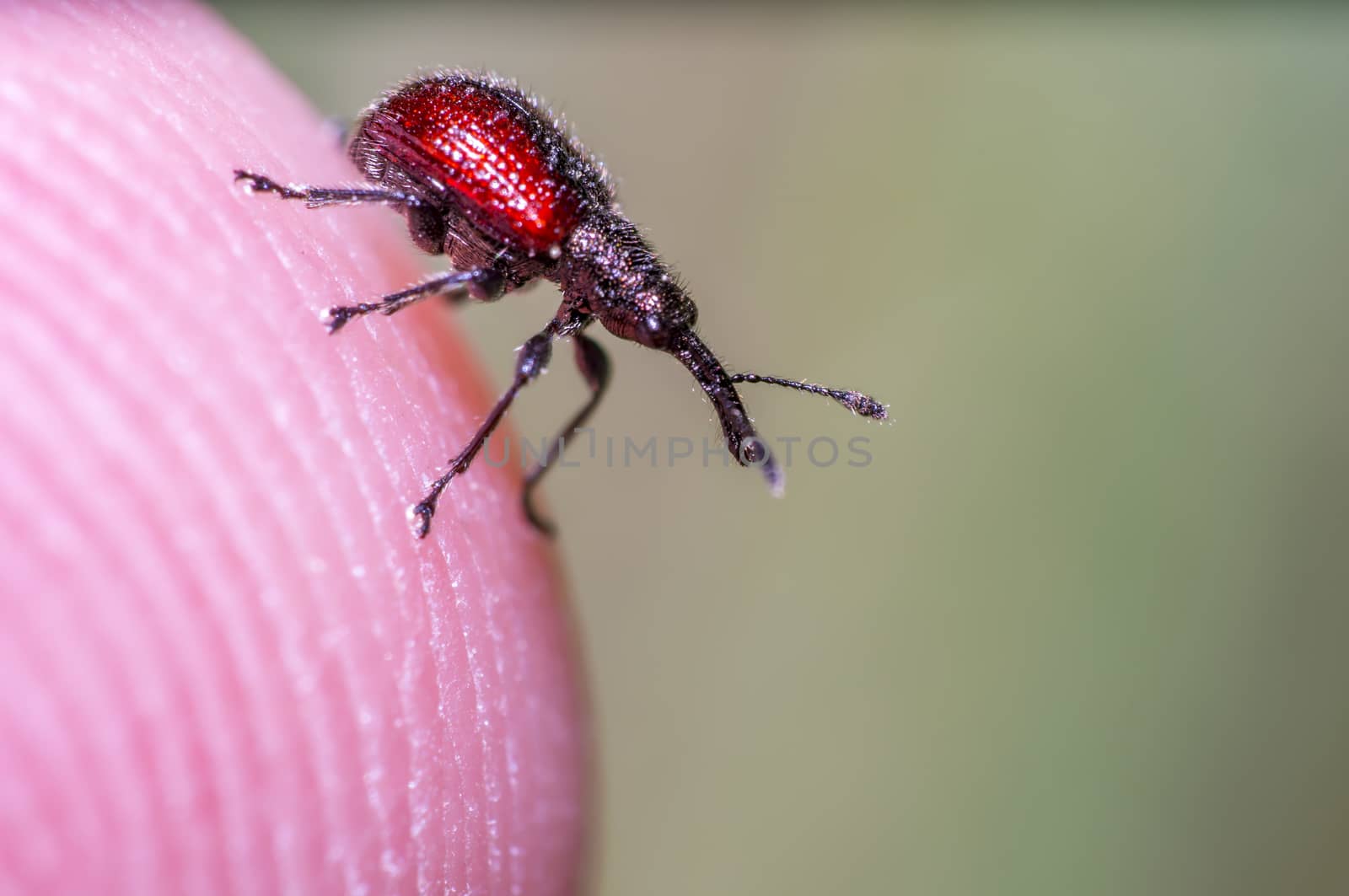 little beetle in the green nature season garden