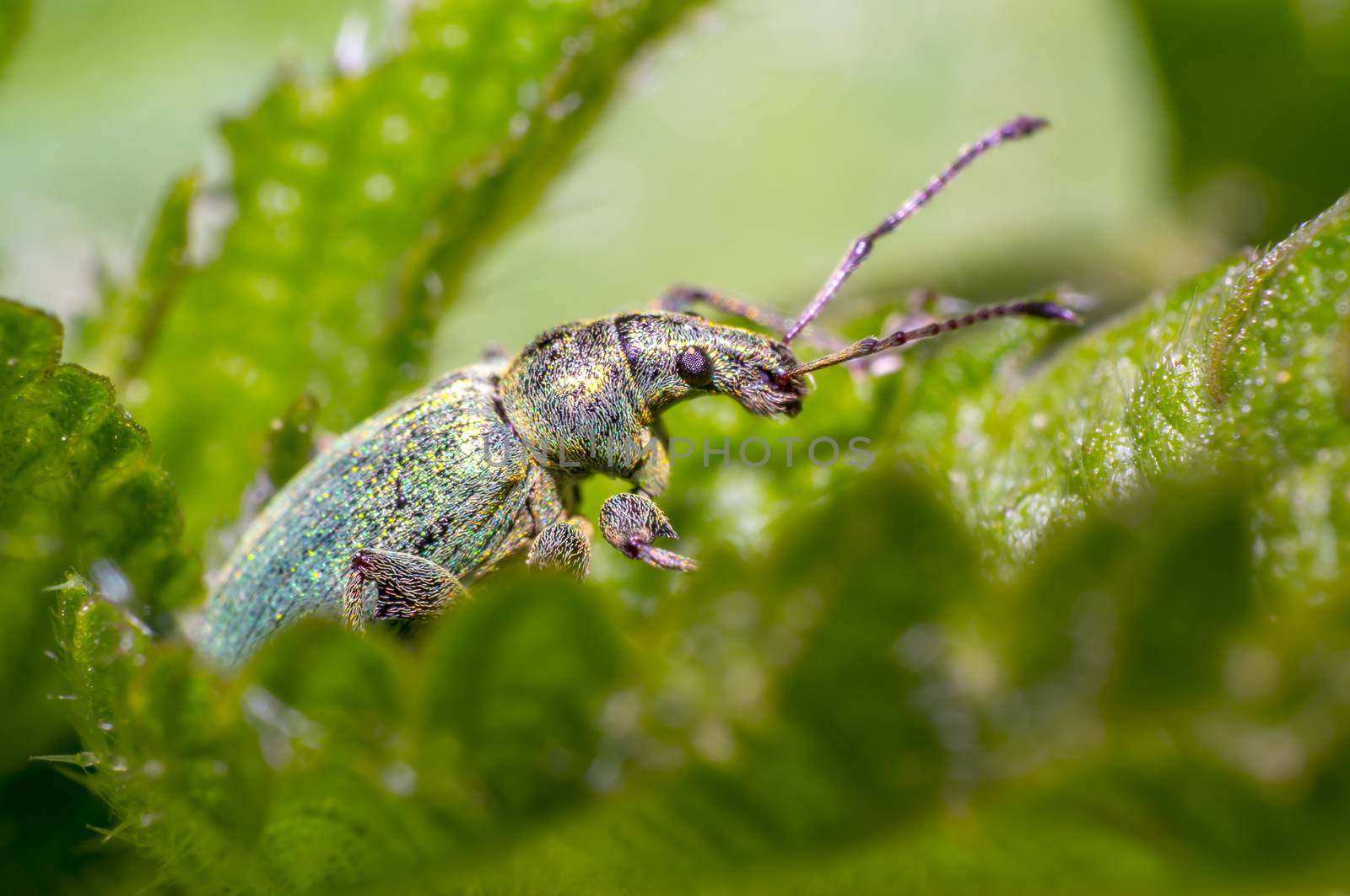 green golden beetle in nature season meadow